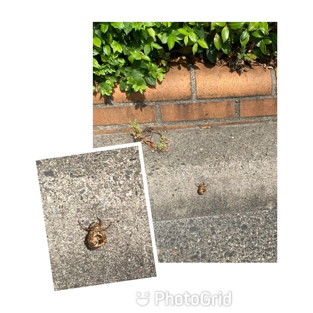 セミの鳴き声