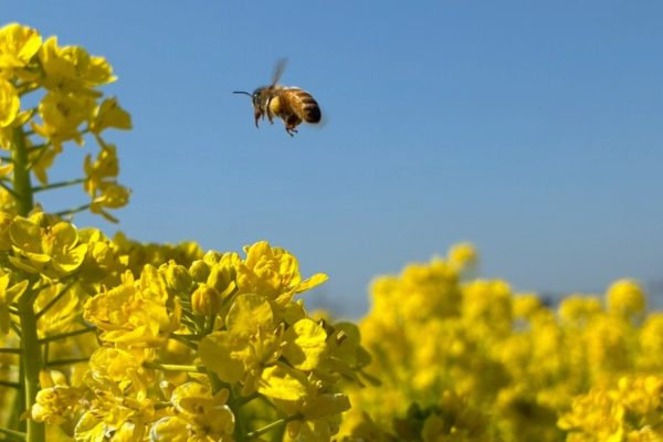 春は夢を運ぶお手伝い
