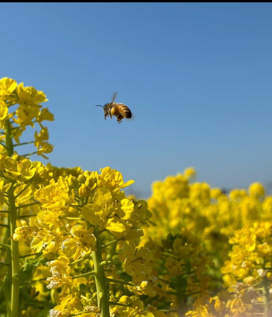 春は夢を運ぶお手伝い