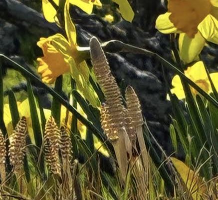 つくしを見つけました