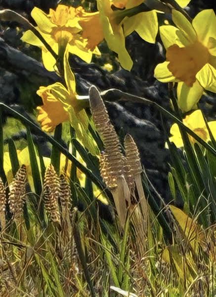 つくしを見つけました